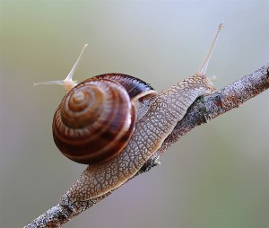 Конкурс животворений