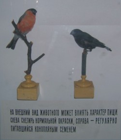 Снегири