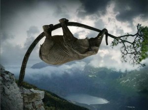 Принявший облик слона не всегда становится слоном