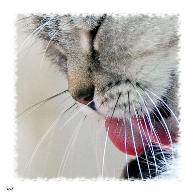 Кот чихает — к дождю