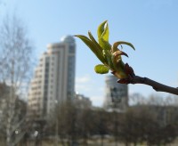 «Весна в Городе»