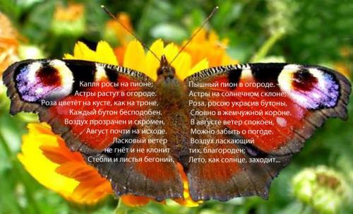 Бабочка восьмая, пьющая нектар на закате (август) Бабочка восьмая, пьющая нектар на закате (август)