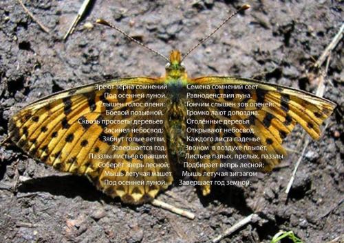Бабочка девятая,  с помятым крылышком (сентябрь)