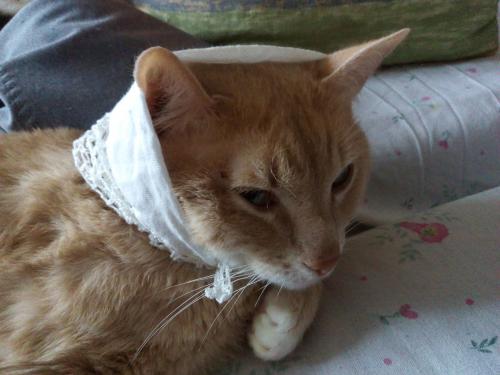 Котик мой Котик мой